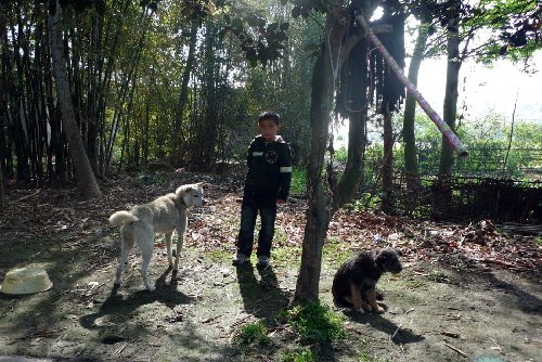 汶川地震孤兒何文東的作品《伙伴》