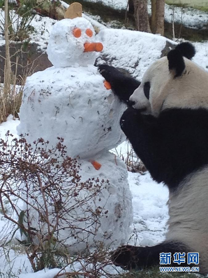 （晚報）熊貓“甜甜”在愛丁堡動物園看雪人